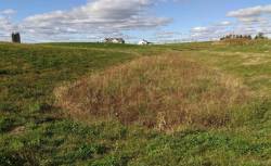 Vegetated infiltration basin looking north